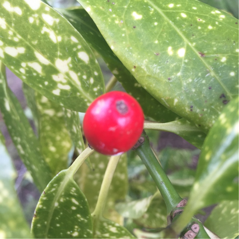 plant image 28538