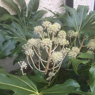 Fatsia japonica  syn. Aralia japonica