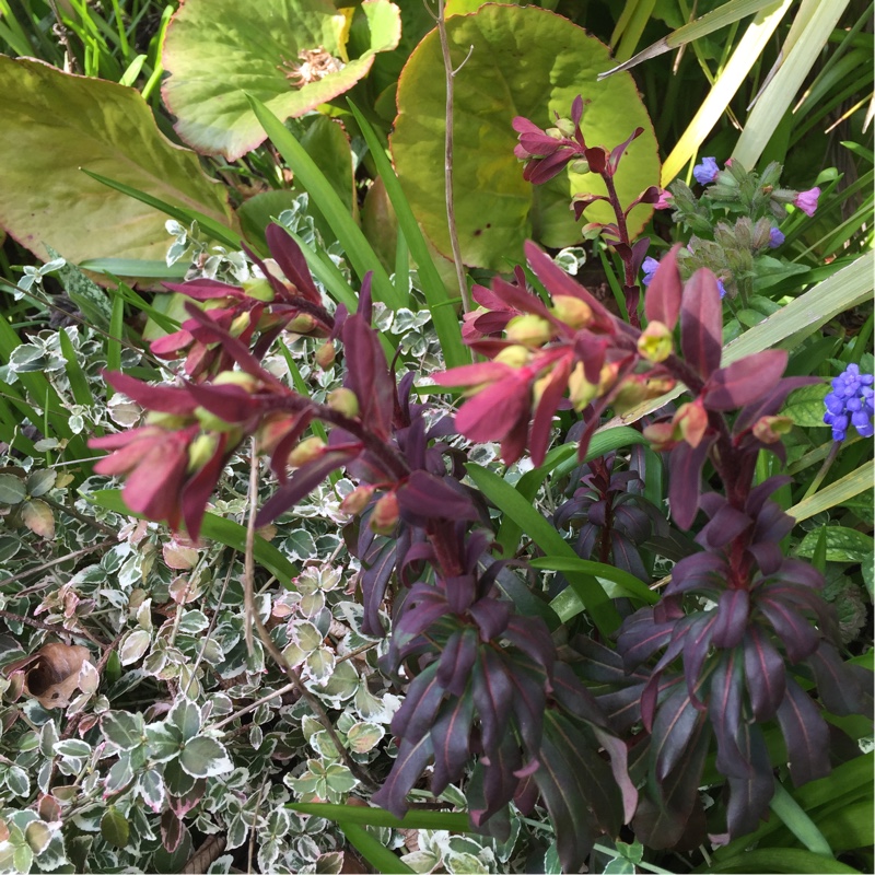 Plant image Euphorbia amygdaloides 'Purpurea' syn. Euphorbia amygdaloides 'Rubra'