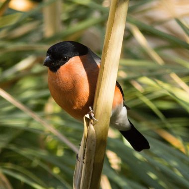 Cortaderia selloana