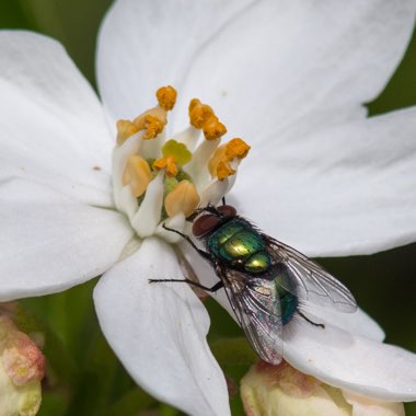 Philadelphus