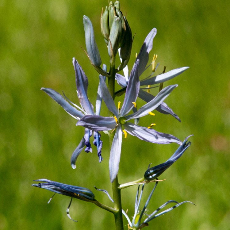 plant image 697186 plant image 697186