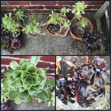 Aeonium
