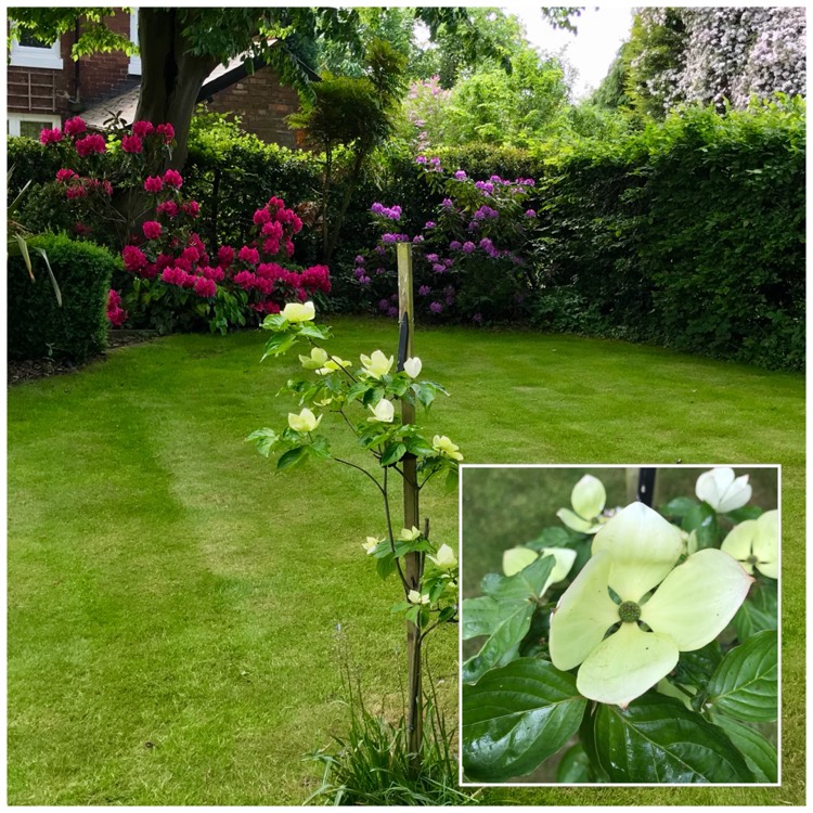 plant image 714275
