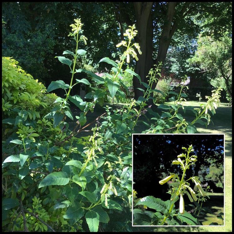 plant image 755792