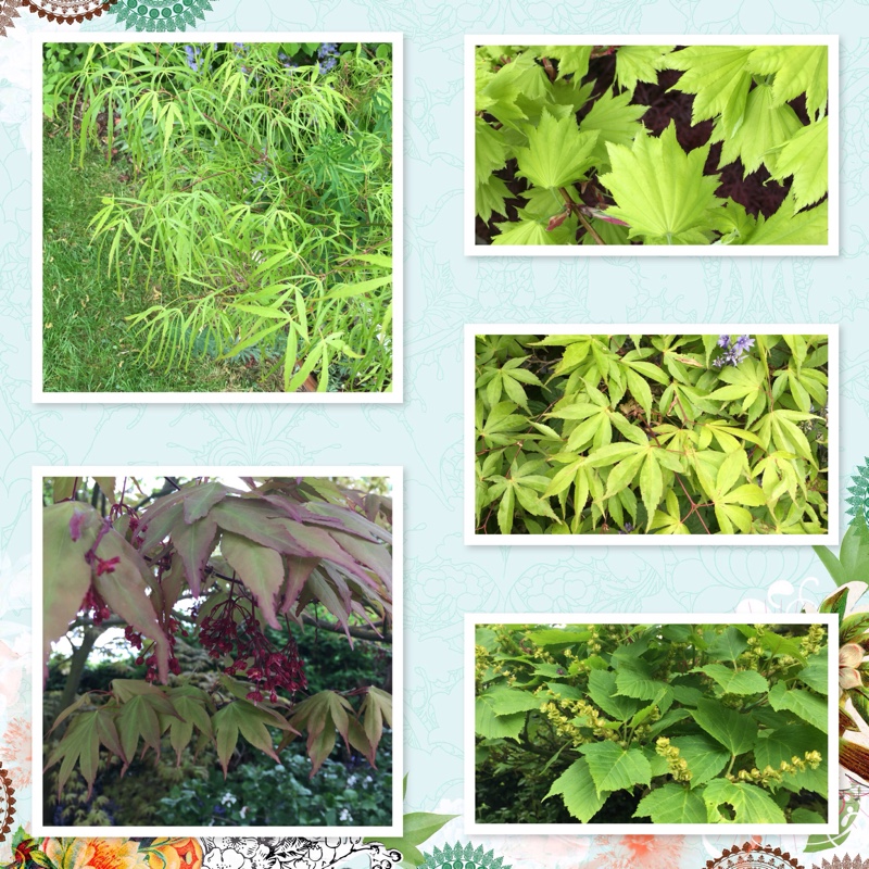 plant image 78643