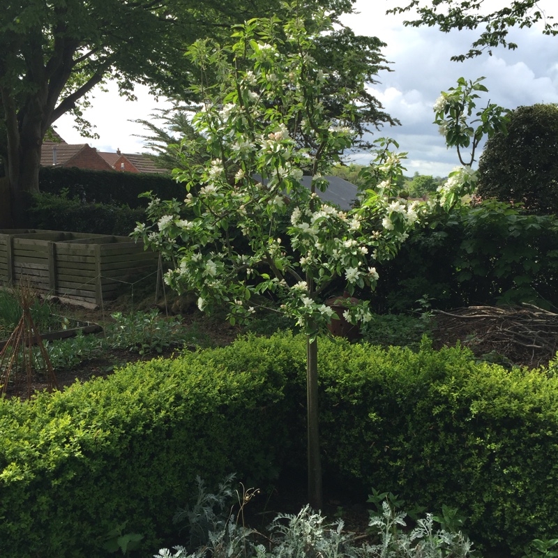 plant image 81420 plant image 81420