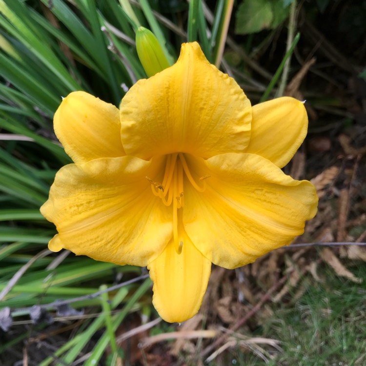 plant image 820361 plant image 820361
