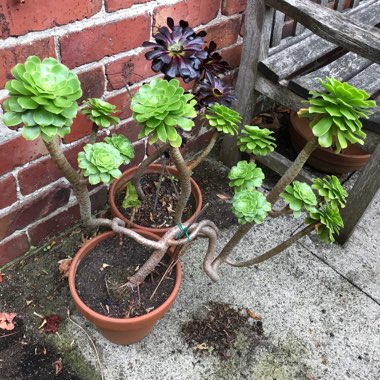 Aeonium