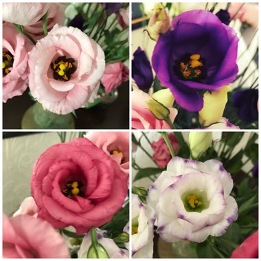 Eustoma russellianum