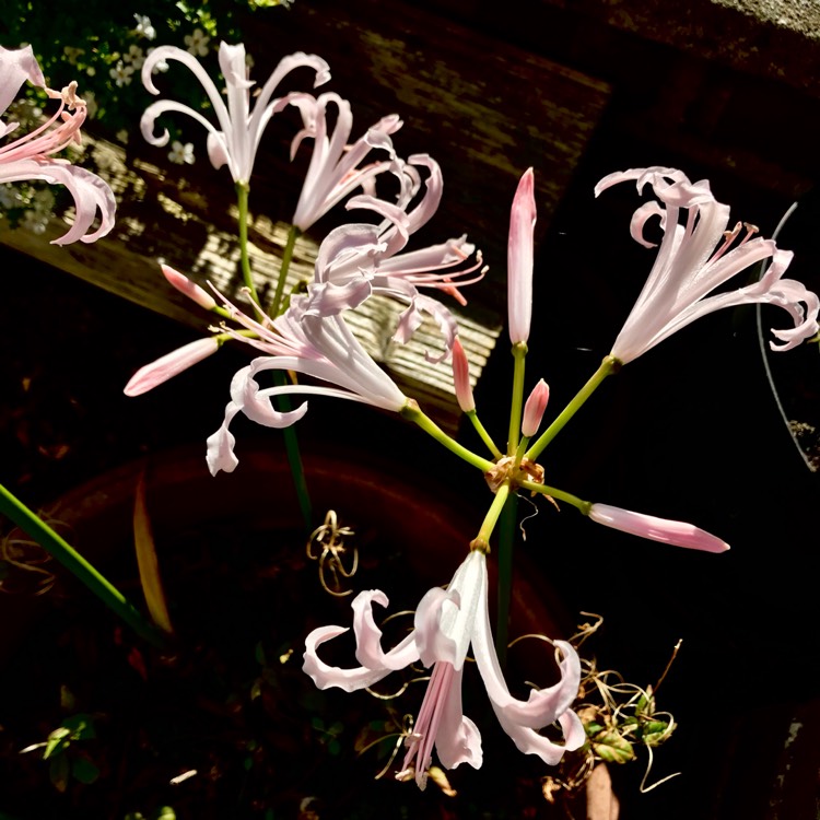 plant image 875349 plant image 875349