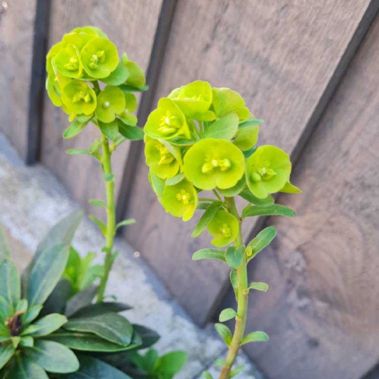 Plant image Euphorbia amygdaloides