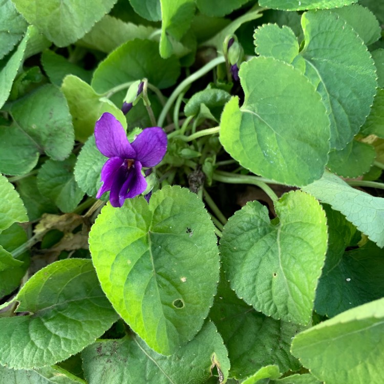 Plant image Viola riviniana 'Purpurea'