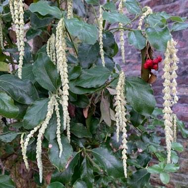 Garrya eliptica