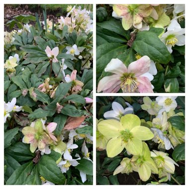 Helleborus