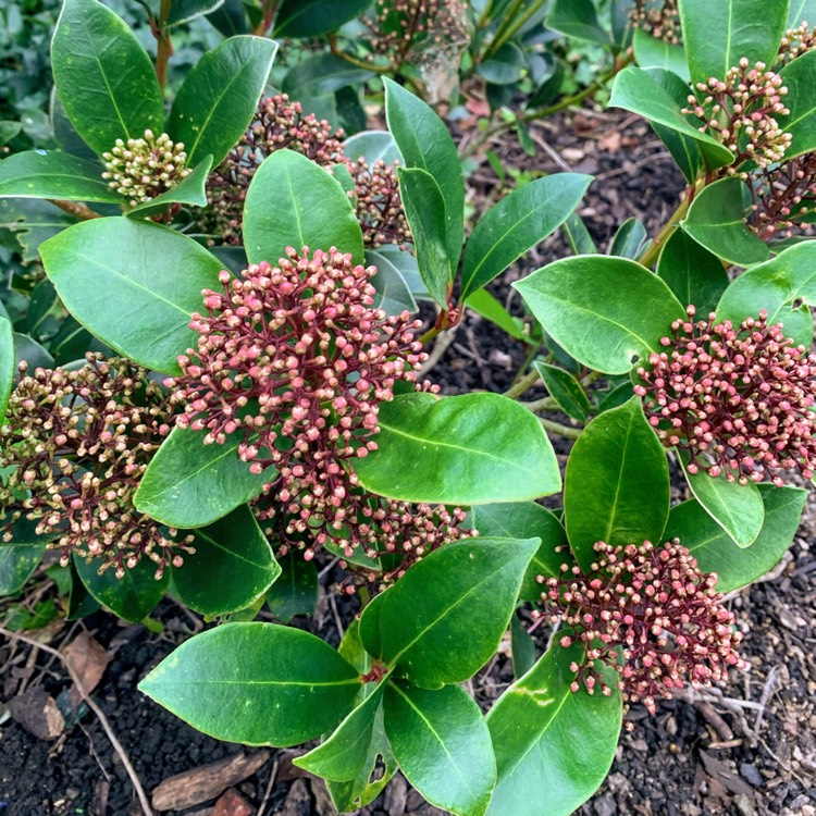 Plant image Skimmia japonica 'Rubella'
