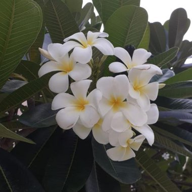 Plumeria Stenophylla
