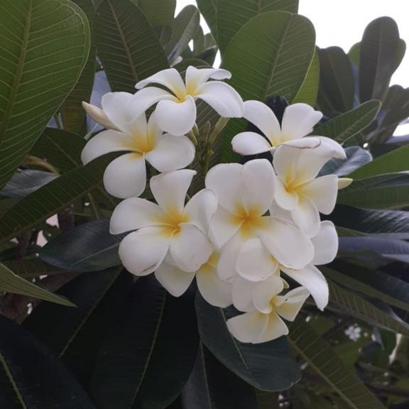 Plant image Plumeria Stenophylla