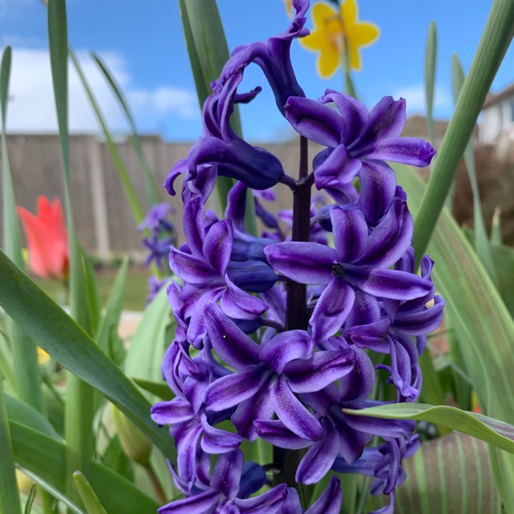 plant image 1257857