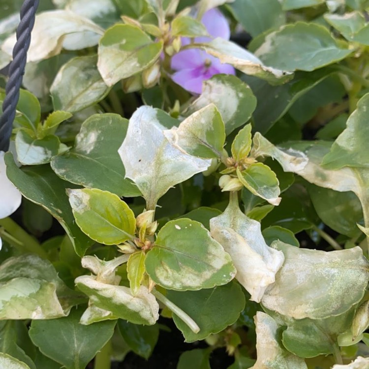 plant image 1289330
