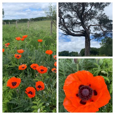 Papaver