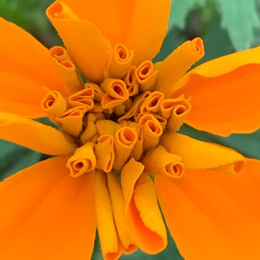 Tagetes