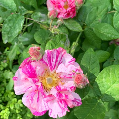 Rosa gallica 'Versicolor' syn. Rosa mundi, Rosa 'Mundi', Rosa mundi 'Versicolor'