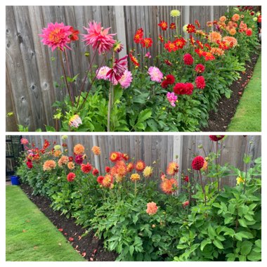 Dahlia (Border Varieties)