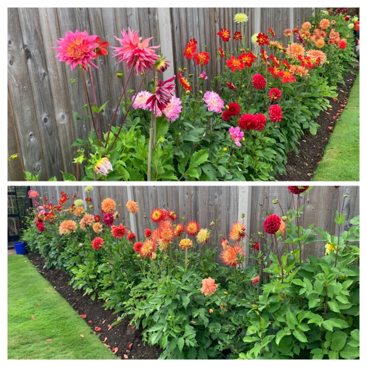plant image 1377153