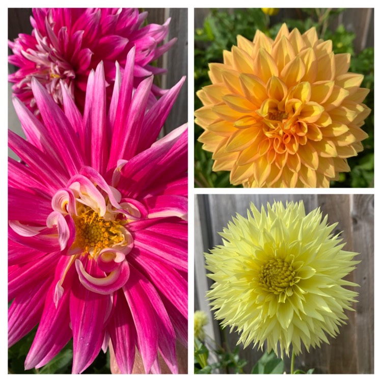 plant image 1403837