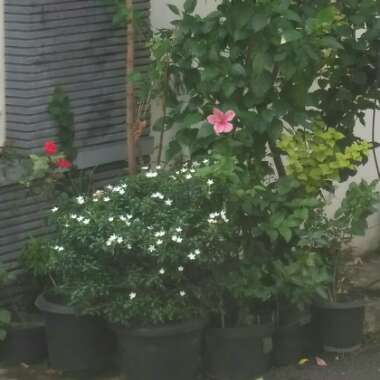 Caroline's garden