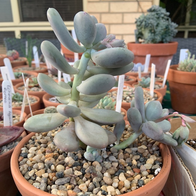 plant image 1519734
