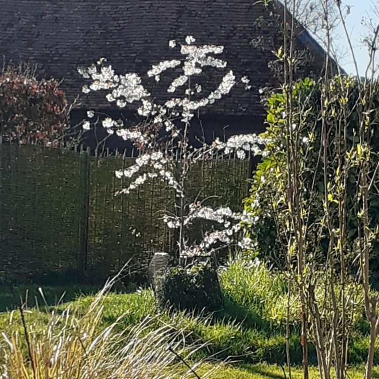 plant image 1254245