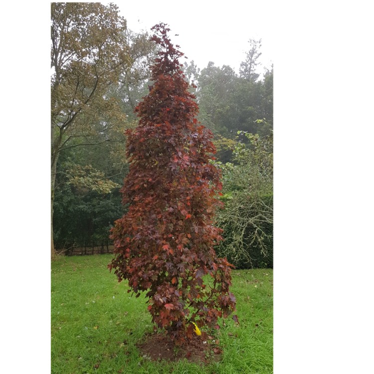 Plant image Acer Platanoides Crimson Sentry