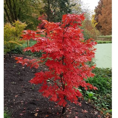Japanese Maple 'Osakazuki'