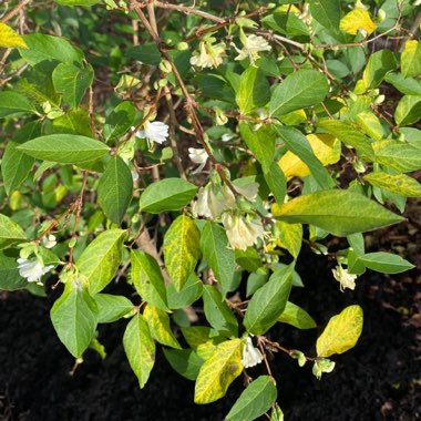 Winter Honeysuckle