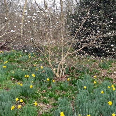 Magnolia stellata