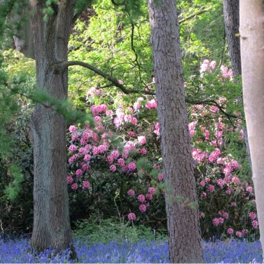 Mark's garden