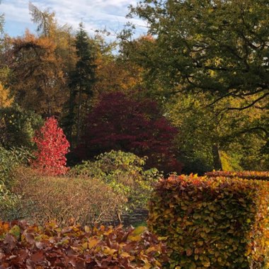 Mark's garden