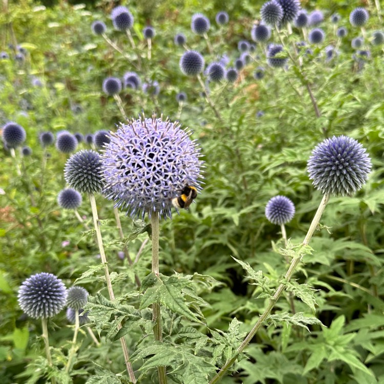 plant image 1680533