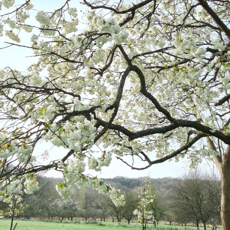 Plant image Prunus 'Tai-haku' syn. Prunus serrulata 'Tai Haku'