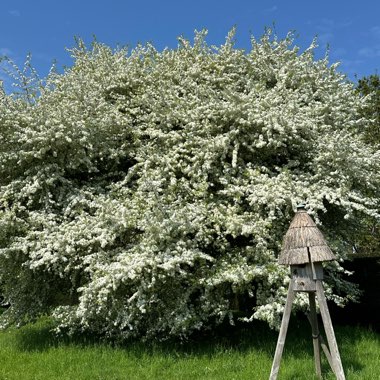Cut Leaf Crab Apple