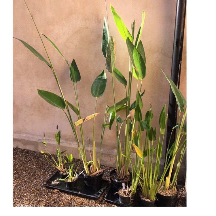 plant image 502572