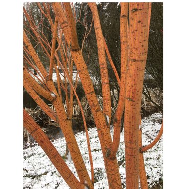 Acer x conspicuum 'Phoenix'