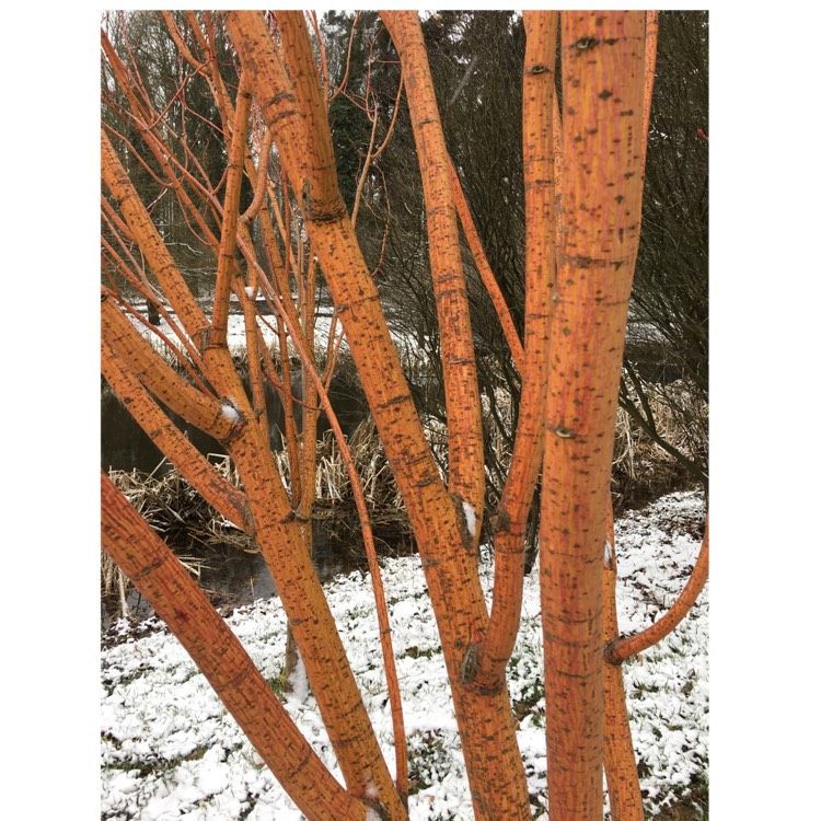 plant image 643819
