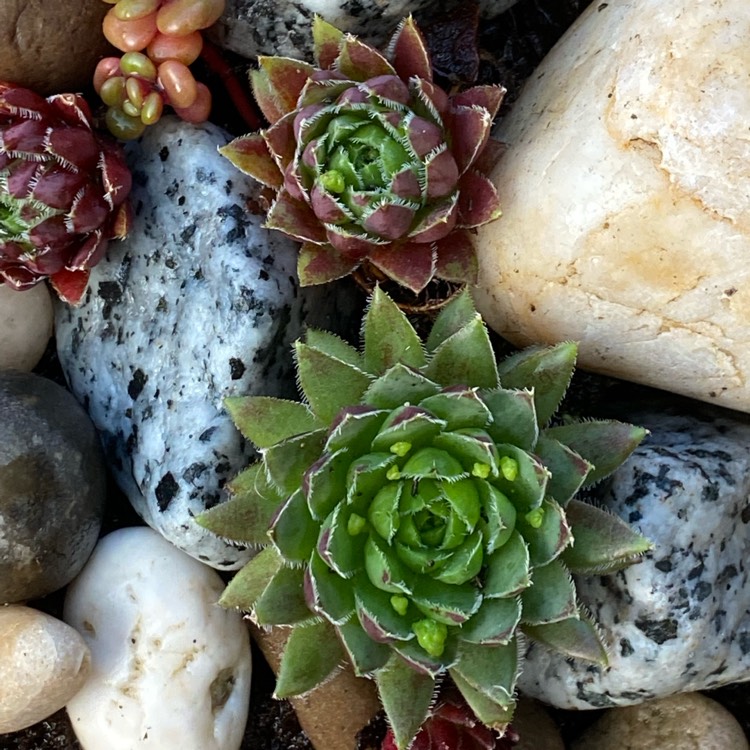 Plant image Sempervivum Affine