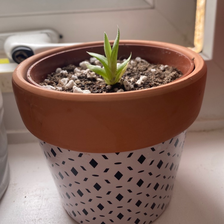 plant image 1520988