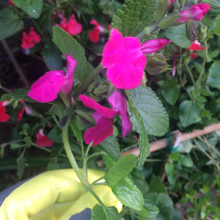 plant image 411381