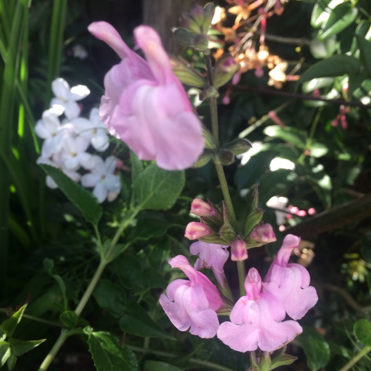 plant image 411383