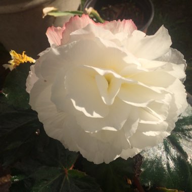 Oliver's garden
